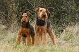 AIREDALE TERRIER 364